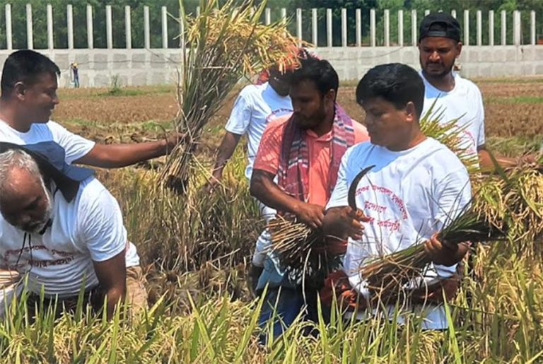 কালিয়াকৈরে কৃষকের ধান কেটে ঘরে তুলে দিল যুবলীগ