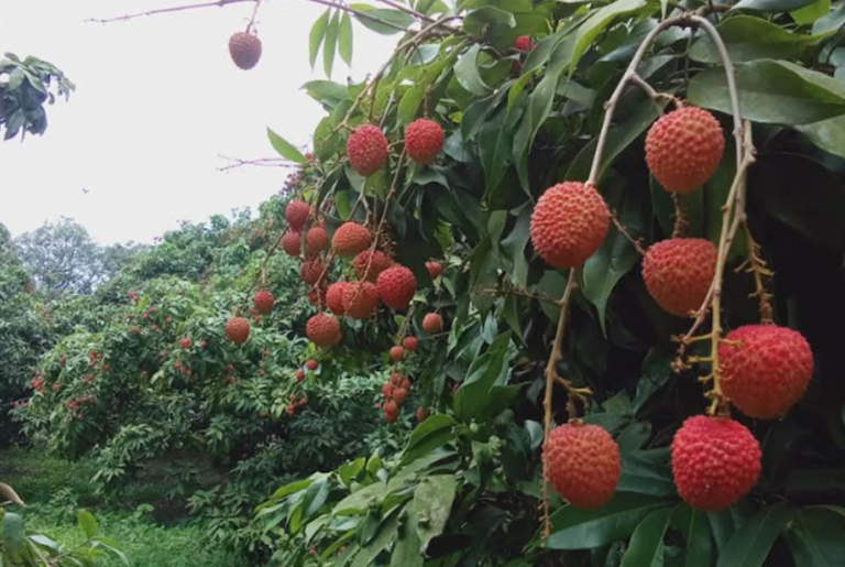 বাজারে এসেছে সোনারগাঁয়ের রসালো লিচু