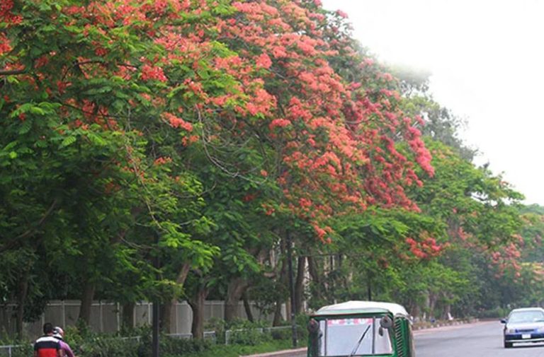 আজ সহনীয় ঢাকার বায়ু