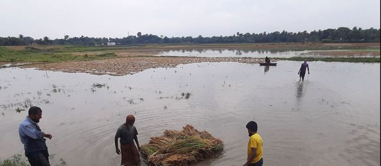 ২ ঘণ্টার বৃষ্টিতে বোরো ধানের ব্যাপক ক্ষতি, দিশেহারা কৃষক