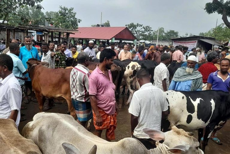 জমে উঠেছে দিনাজপুরের বিভিন্ন গরুর হাট