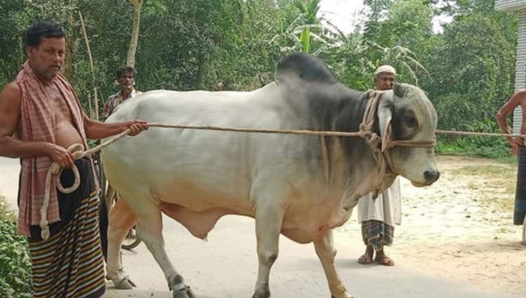 কৃষকের উপহারের গরু নিতে প্রধানমন্ত্রীর সম্মতি